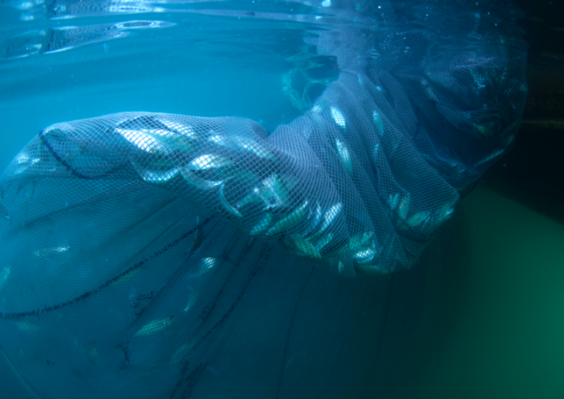 Overfishing and bycatch
