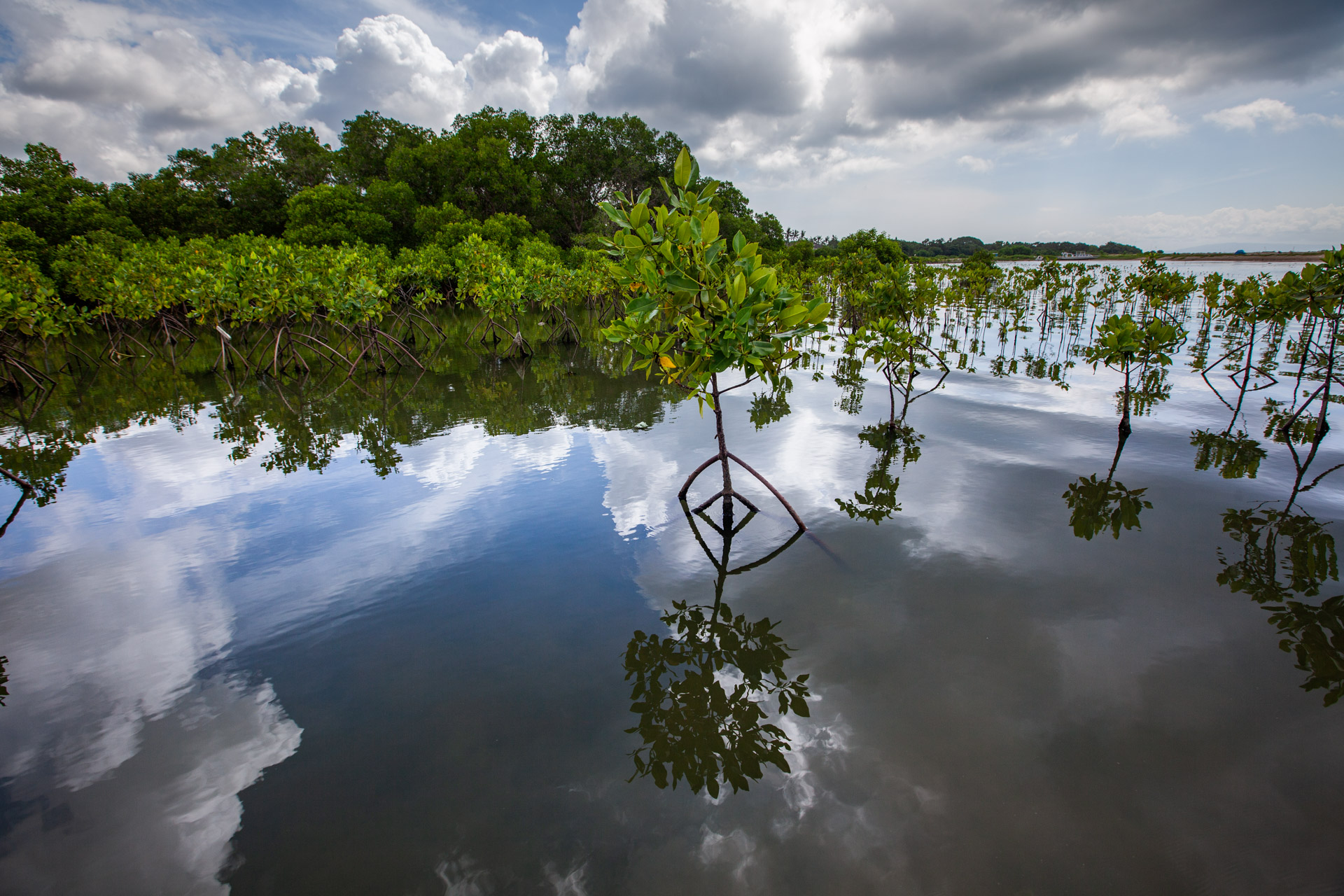 REV Ocean supports mangrove restoration for CO2 removal and community development