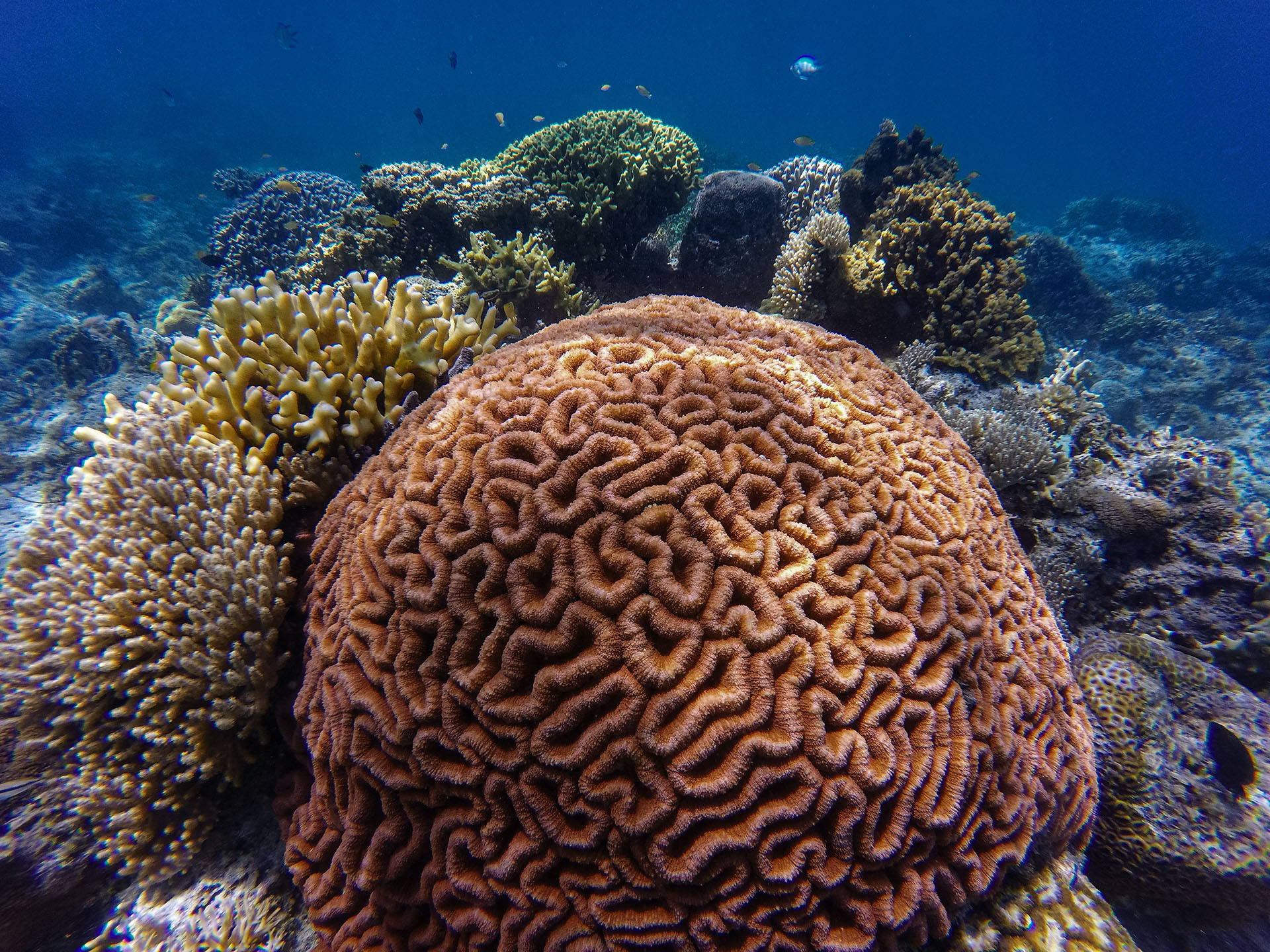 Launching the largest programme in history to discover life in our ocean